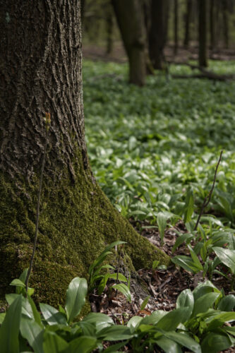 2026 04 12 Spacer fotograficzny (c) Basia Jendrzejczyk - piszeskladampstrykam.pl-8