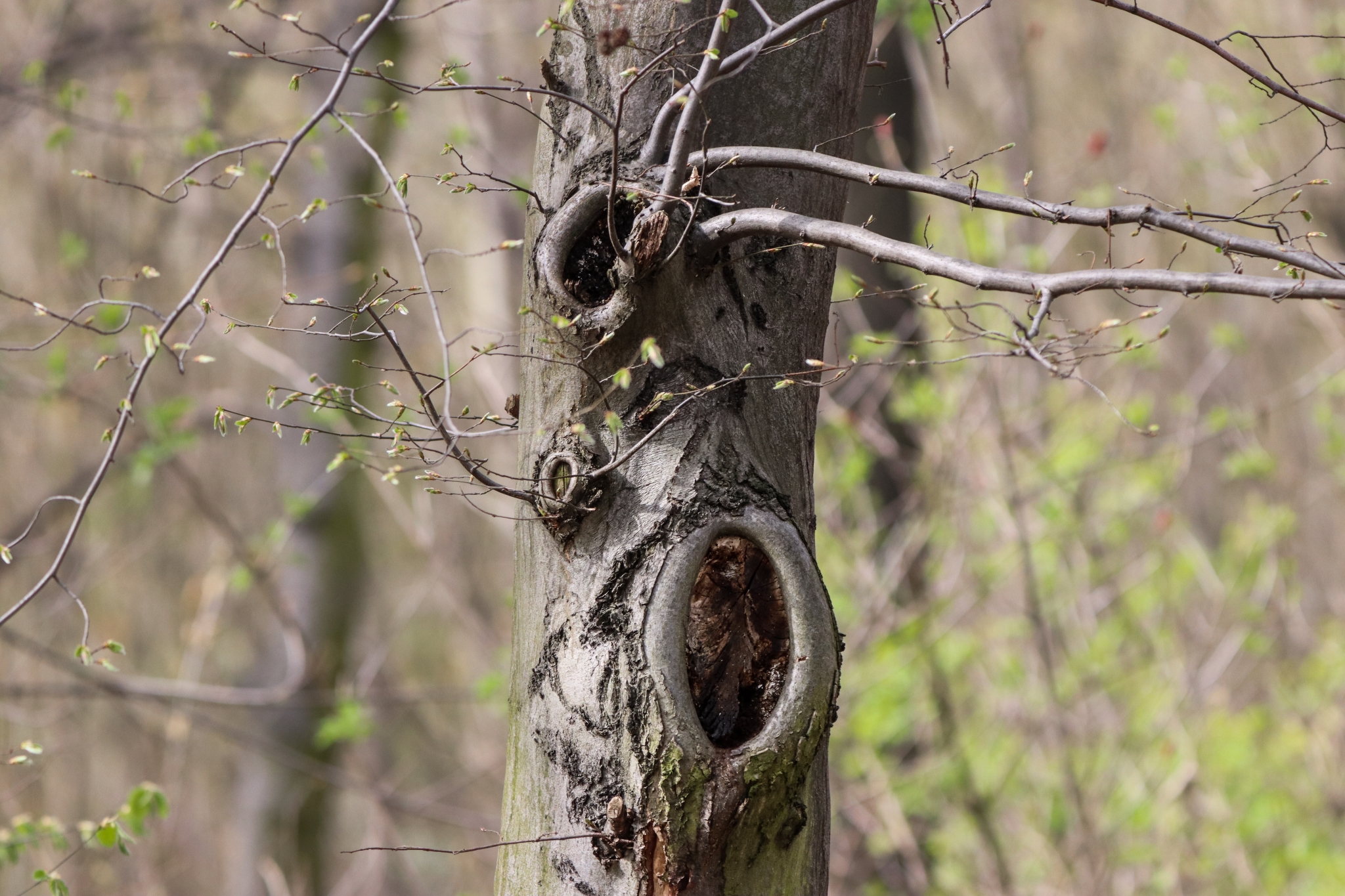 Martyna Kręcichwost-12