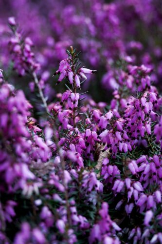 Martyna Kręcichwost-3