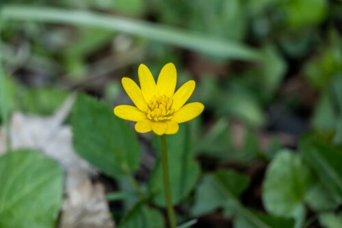 Martyna Kręcichwost-4