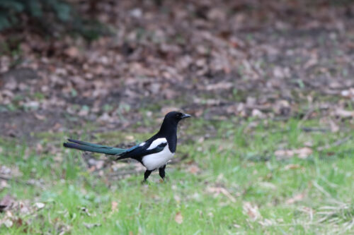 Martyna Kręcichwost-7