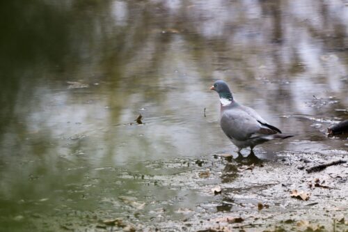 Martyna Kręcichwost-9